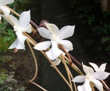 Load image into Gallery viewer, Orchid Seedling 50mm Pot size - Aerangis kotschyana x self  species
