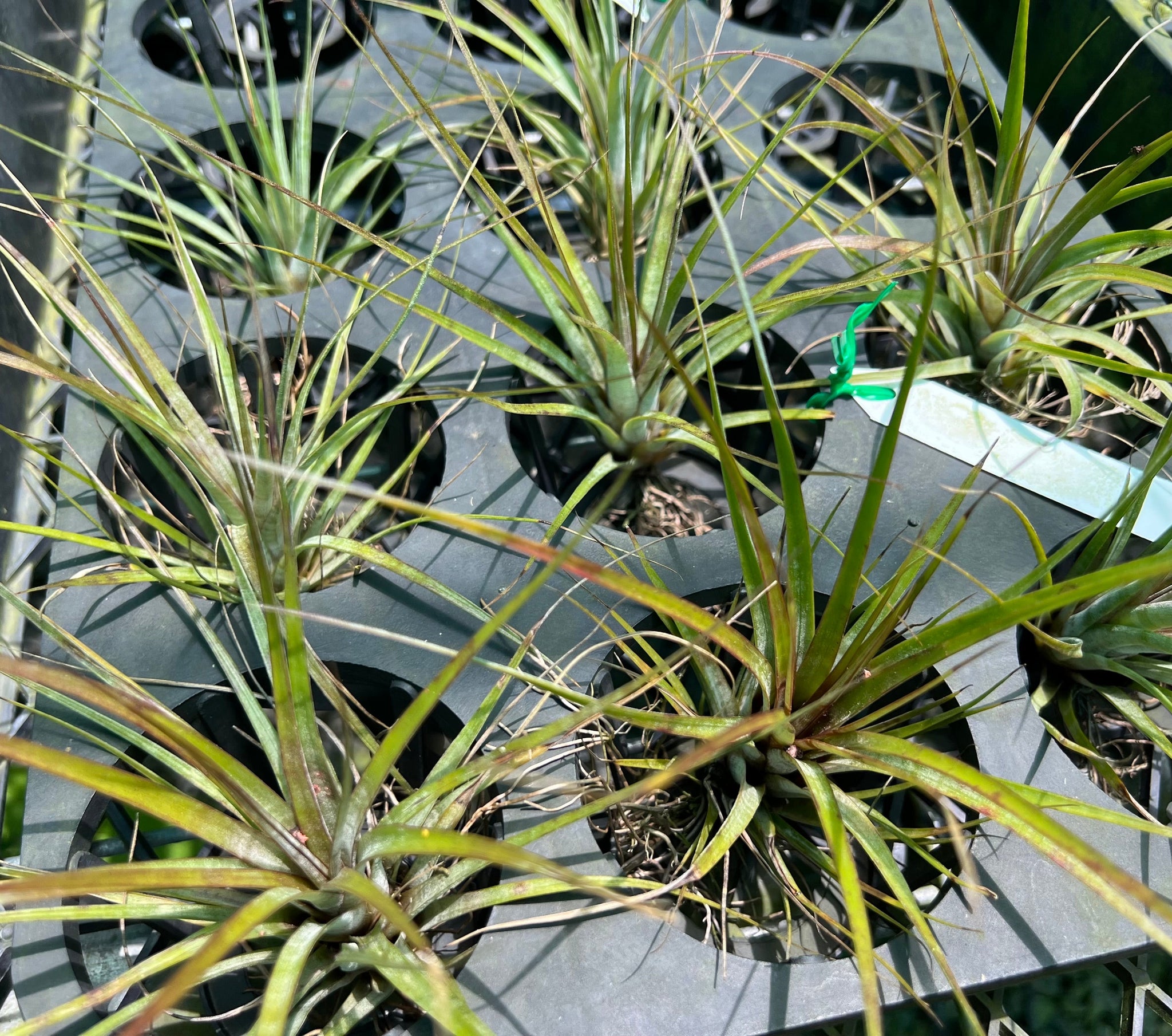 Air Plant - Tillandsia - Gift Pack Group F – Orchids-R-Us