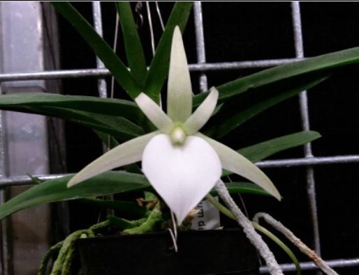 Orchid Seedling 50mm Pot Size - Angraeceum didieri x sib  - Species
