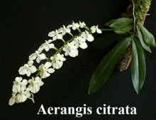 Load image into Gallery viewer, Orchid Seedling 50mm Pot size - Aerangis citrata  species
