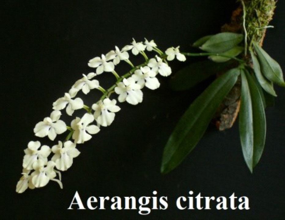 Orchid Seedling 50mm Pot size - Aerangis citrata  species