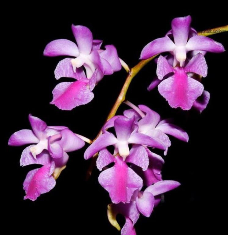 Flask - Aerides crassifolia - Species