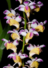 Load image into Gallery viewer, Flask - Aerides quinquevulnera - Species
