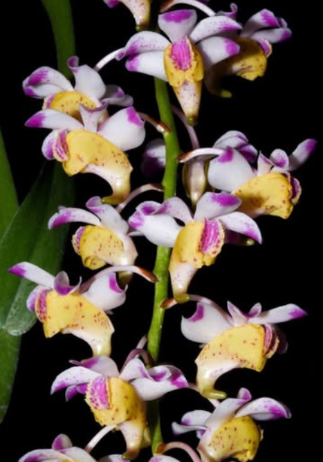 Flask - Aerides quinquevulnera - Species