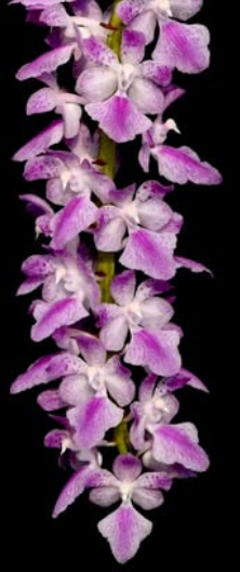 Flask - Aerides rosea x Vanda coerulea