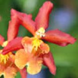 Load image into Gallery viewer, Orchid Seedling 50mm Pot size - Oncidium Wilsonara Aloha Sparks 'Halloween'

