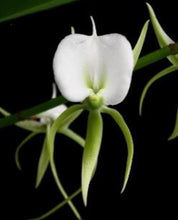 Load image into Gallery viewer, Orchid Seedling 50mm Pot Size - Angraeceum eburneum x self  - Species
