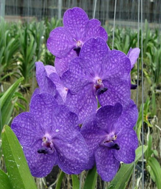 Orchid Seedling 50mm Pot size - Vanda  Princess Mikasa Blue