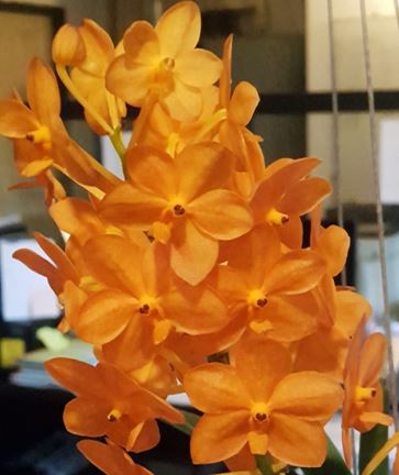 Orchid Seedling 50mm Pot size - Vanda Ascda Suksamran Sunlight x miniatum