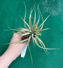 Load image into Gallery viewer, Air Plant - Tillandsia No55 xerographica ($30) *SPECIAL*
