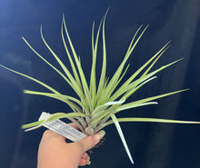 Load image into Gallery viewer, Air Plant Tillandsia - No51 Hal’s Nidus
