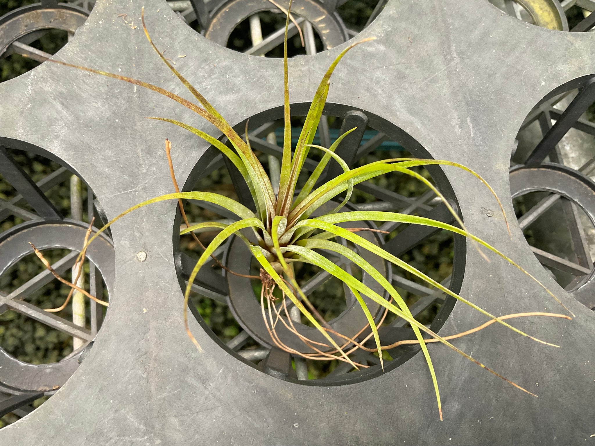 air plant yellow Air Plant