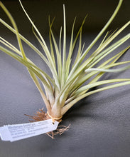 Load image into Gallery viewer, Air Plant Tillandsia - No51 Hal’s Nidus
