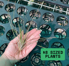 Load image into Gallery viewer, Air Plant - Tillandsia No1
