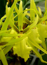 Load image into Gallery viewer, Orchid Seedling 50mm Pot size - Oncidium Brassia Tower of Rex 'Yellow Spider'

