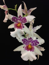 Load image into Gallery viewer, Flask - Oncidium Bellara Big Shot 'Hilo Sparkle'
