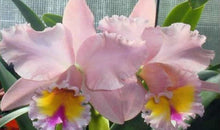 Load image into Gallery viewer, Orchid Seedling  50mm Pot Size - Cattleya George King &#39;Serendipity&#39;
