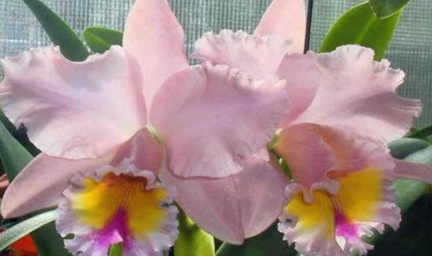 Orchid Seedling  50mm Pot Size - Cattleya George King 'Serendipity'