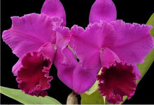 Load image into Gallery viewer, Orchid Seedling  50mm Pot Size - Cattleya Joao Antonio Nicole &#39;Velvet&#39;
