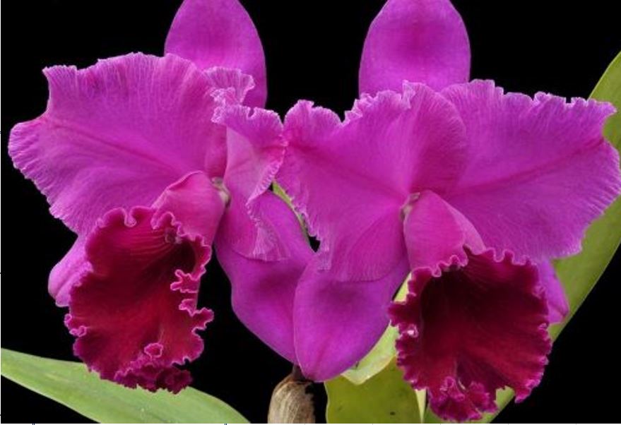Orchid Seedling  50mm Pot Size - Cattleya Joao Antonio Nicole 'Velvet'
