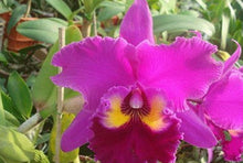 Load image into Gallery viewer, Orchid Seedling  50mm Pot Size - Cattleya Sunset Colorchart &#39;Red Rose&#39;
