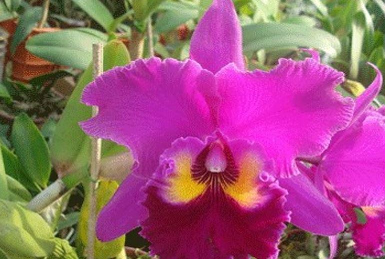 Orchid Seedling  50mm Pot Size - Cattleya Sunset Colorchart 'Red Rose'