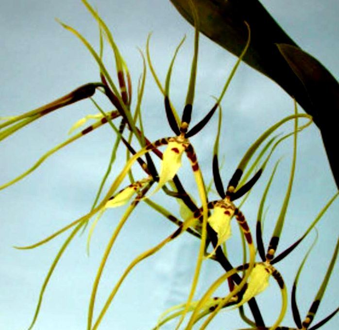 Orchid Seedling 50mm Pot size - Oncidium Brassia Rex