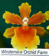 Load image into Gallery viewer, Flask - Oncidium Burrageara Brazillan Sun 'Samba'
