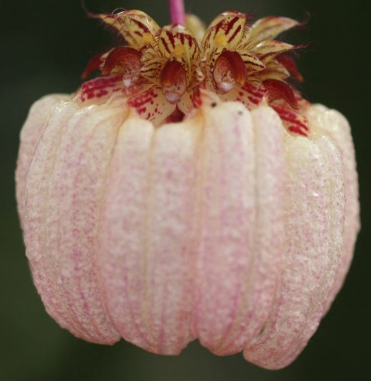 Flask - Bulbophyllum auratum - Species