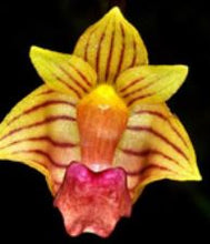 Load image into Gallery viewer, Flask - Bulbophyllum capillipes - Species
