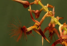 Load image into Gallery viewer, Flask - Bulbophyllum barbigerum - Species
