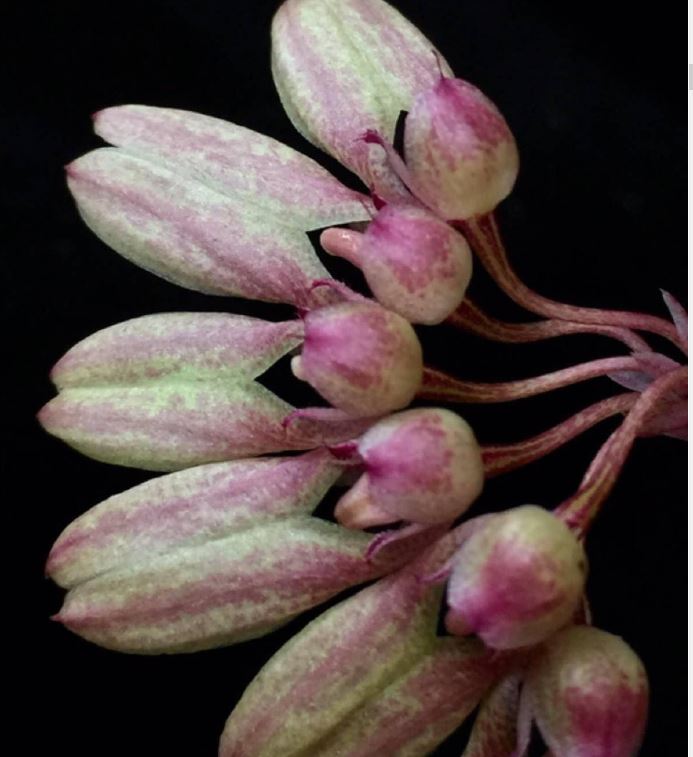 Flask - Bulbophyllum baucoense - Species