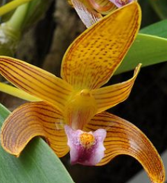 Flask - Bulbophyllum claptonense - Species