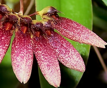 Load image into Gallery viewer, Orchid Seedling 50mm Pot Size - Bulbophyllum lepidum - Species
