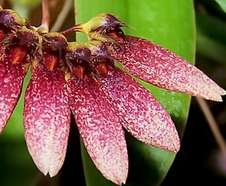 Flask - Bulbophyllum lepidum - Species