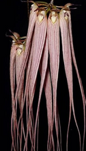 Load image into Gallery viewer, Flask - Bulbophyllum longissimum - Species
