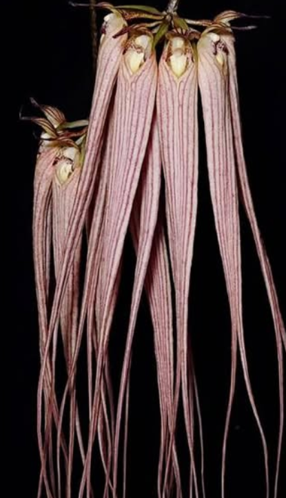 Flask - Bulbophyllum longissimum - Species