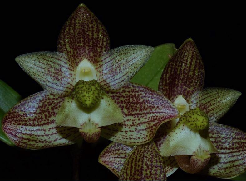 Flask Bulbophyllum pectinatum Species OrchidsRUs