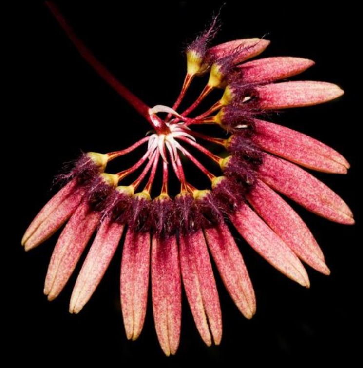 Flask - Bulbophyllum zamboangense - Species