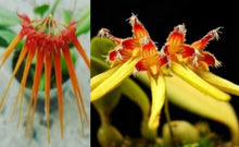 Load image into Gallery viewer, Orchid Seedling 50mm Pot Size - Bulbophyllum (tingabarium x hirundinis) x fimbriperianthium
