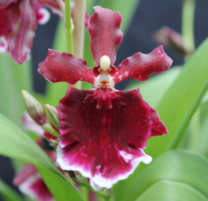 Orchid 50mm Pot Size - Oncidium burgundy sensation