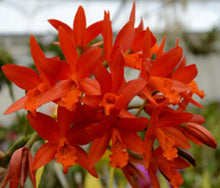 Load image into Gallery viewer, Orchid Seedling 50mm Pot size - Cattleya Trick or Treat x Qing Ming Beauty
