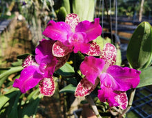 Load image into Gallery viewer, Orchid Seedling  50mm Pot Size - Cattleya Yuan Dung Sweet
