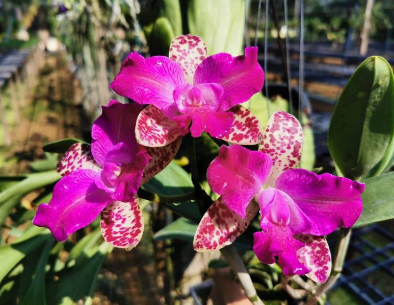 Orchid Seedling  50mm Pot Size - Cattleya Yuan Dung Sweet