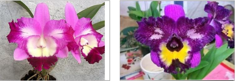 Orchid Seedling  50mm Pot Size - Cattleya Mari's Love 'Taka' x Ching Sun Smile