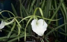 Load image into Gallery viewer, Orchid Seedling  50mm Pot Size - Cattleya B nodosa x C percivaliana alba
