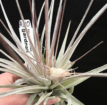 Load image into Gallery viewer, Air Plant Tillandsia - *IN SPIKE* - No16 gardneri
