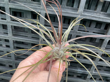 Load image into Gallery viewer, Air Plant - Tillandsia No9 nigra (stricta ‘dark’)
