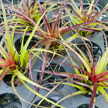 Load image into Gallery viewer, Air Plant - Tillandsia No5 variabilis
