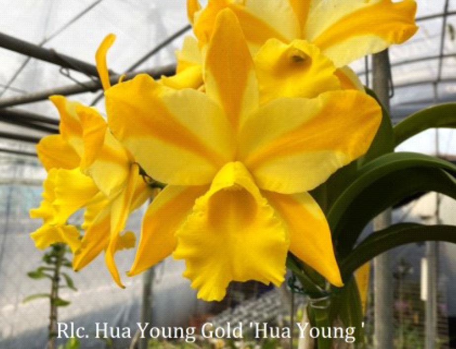 Flask - Cattleya Rlc Hua Young Gold 'Hua Young'